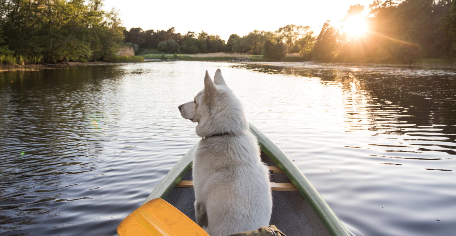 Celebrate National Pet Appreciation Week: 5 Ways To Show Your Dog Some ...